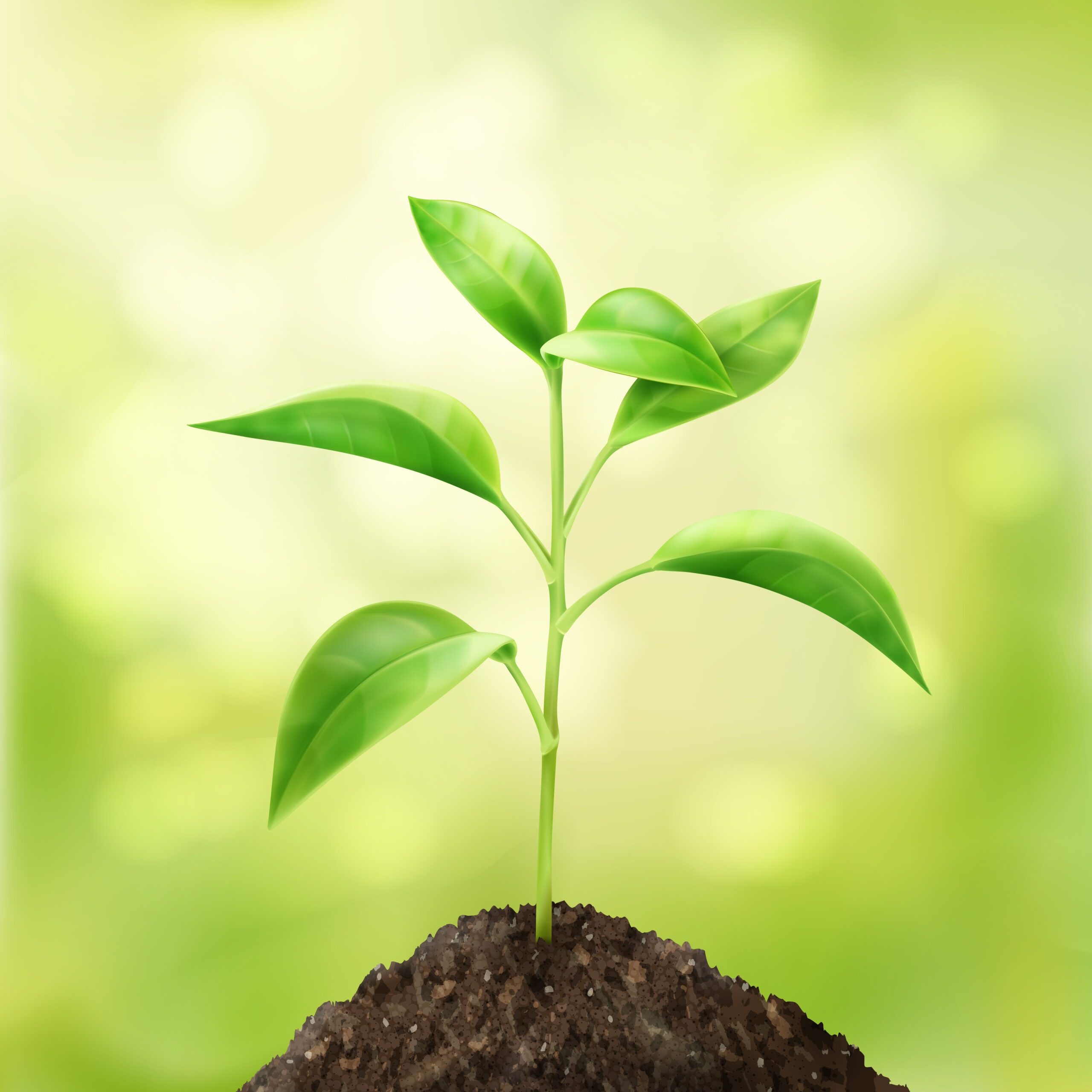Discipleship: Growing Into Christlikeness in Everyday Life